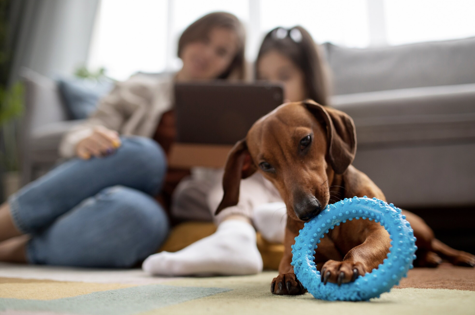 brinquedos interativos pets