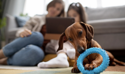 Veterinário recomenda 4 brinquedos interativos que seu pet vai amar