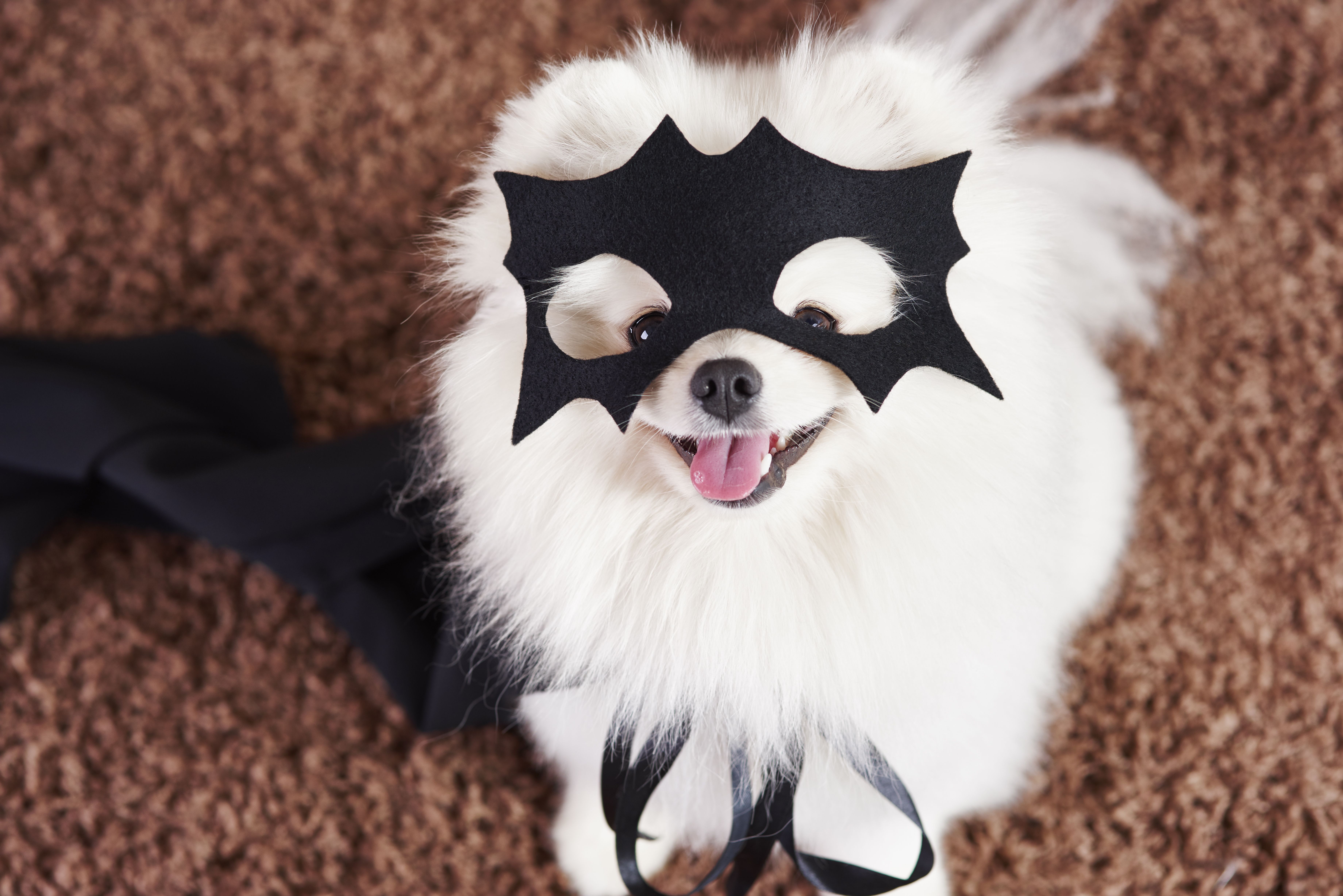 Fantasia de halloween para pets
