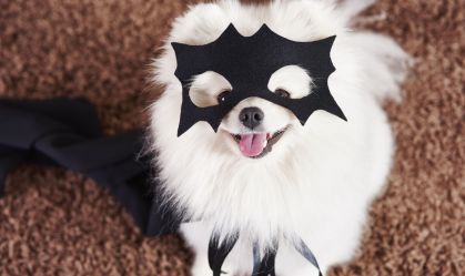 Petween: 6 fantasias para seu pet arrasar no Halloween