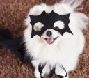 Petween: 6 fantasias para seu pet arrasar no Halloween