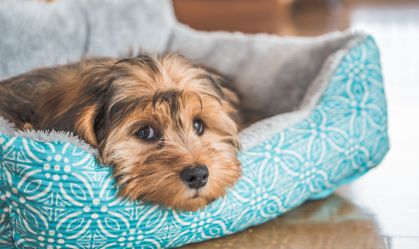 Conforto animal: camas e casinhas para seu pet